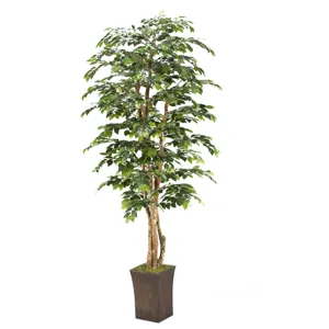 8&prime; Sakaki Tree in Square Metal Planter