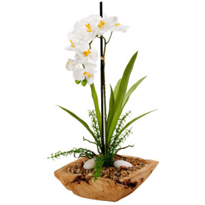 White Vanda Orchid in Square Wooden Bowl