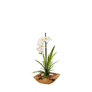 White Vanda Orchid in Square Wooden Bowl