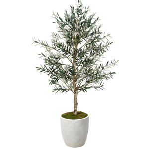 7.5&prime; Olive in White Hudson Planter