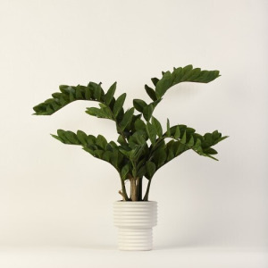 Zamiifolia in White Ribbed Vase
