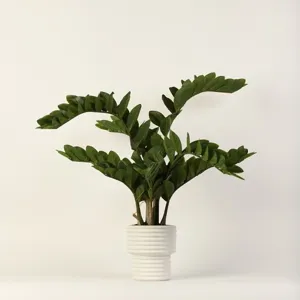 Zamiifolia in White Ribbed Vase