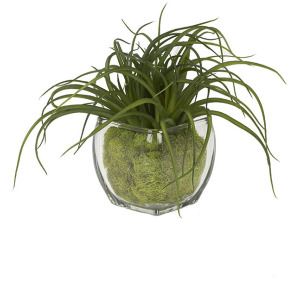 Tillandsia in Glass Cube with Preserved Moss