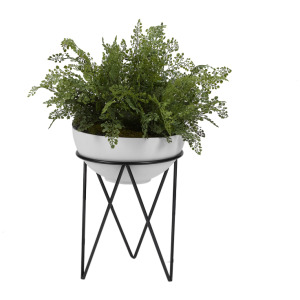 Maiden Hair Fern in Small Estelle Planter