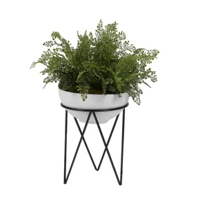 Maiden Hair Fern in Small Estelle Planter