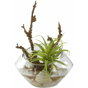 Small Air Tillandsia In Glass Angle Cut Bowl