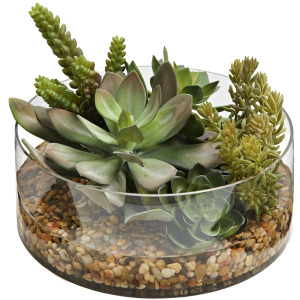 Assorted Succulents in Round Low Glass Bowl