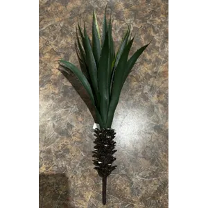 Small Agave Plant
