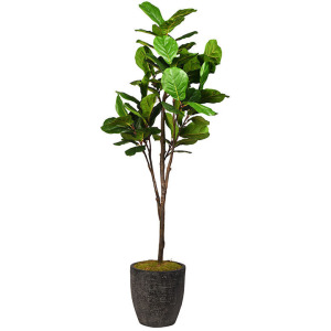 7&prime; Fiddle Leaf Fig Tree in Large Sawyer Planter