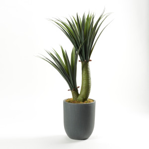 Yucca Heads in Medium Grey Clay Planter