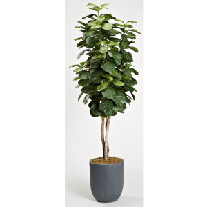 8&prime; Fiddle Leaf Tree in Medium Campbell Planter