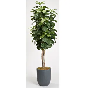 8&prime; Fiddle Leaf Tree in Medium Campbell Planter