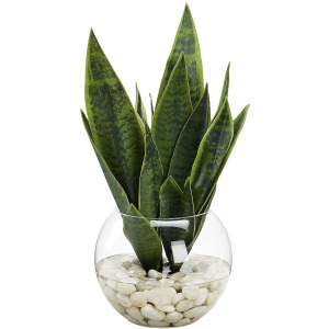 Snake Plant in Small Bubble Bowl