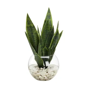 Snake Plant in Small Bubble Bowl