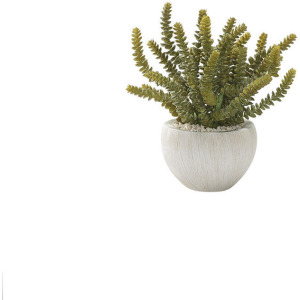 Soft Touch Donkey Tail in Small Ezra Vase