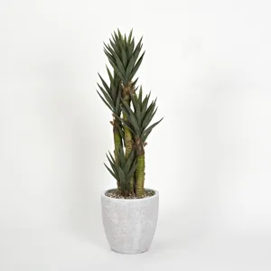 Aloe Plant in Round White Resin Planter