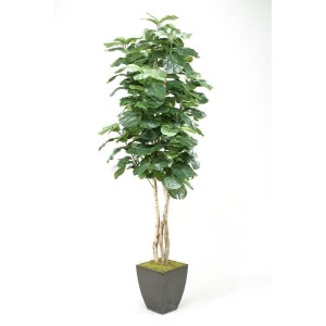8' Fiddle Leaf Fig Tree in Square Metal Planter