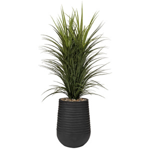 Panicum Grass in Artemis Planter 5&prime;