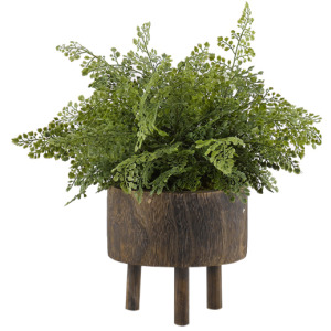 Maiden Hair Fern in Medium Miller Planter