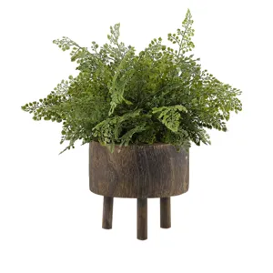 Maiden Hair Fern in Medium Miller Planter