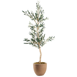 Olive Tree in Small Grove Planter