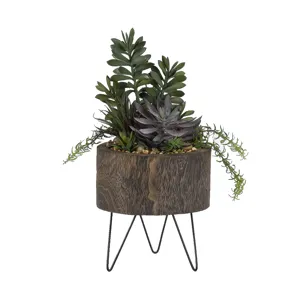 Jade Plant, Frosted Echeveria &amp; Succulents in Round Wooden Planter