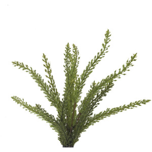 Heather Fern Bush