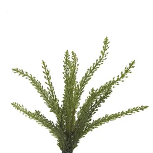 Heather Fern Bush