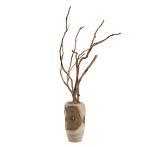 Tiger Wood in Yucca Planter