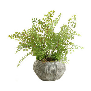 Flat Iron Maiden Hair Fern in Ceramic Bowl