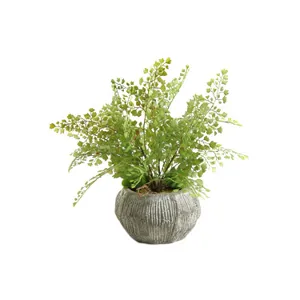 Flat Iron Maiden Hair Fern in Ceramic Bowl