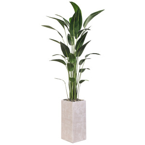 Traveler Palm in Everett Planter 7&prime;