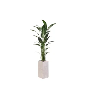 Traveler Palm in Everett Planter 7′
