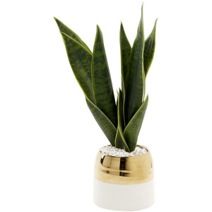 Green Mother-in-Law&rsquo;s Tongue in Oval Cream/Gold Ceramic Planter