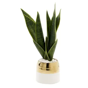 Green Mother-in-Law&rsquo;s Tongue in Oval Cream/Gold Ceramic Planter