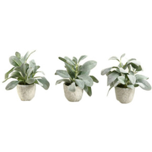 Frosted Lamb&rsquo;s Ear in Ceramic Pot - Set of 3