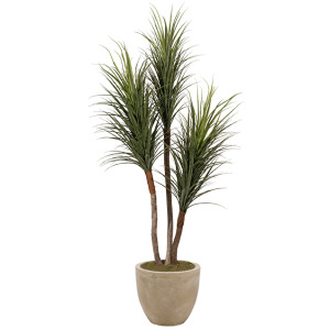 Panicum Tree in Grove Planter