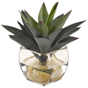 Aloe Plant in Glass Cube