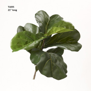 Fiddle Leaf Fig Branch