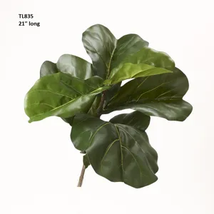 Fiddle Leaf Fig Branch