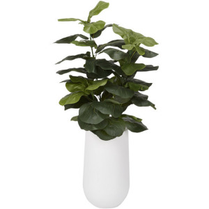 Fiddle Leaf Fig in Small Quinn Planter