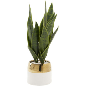 Green Mother-in-Law&rsquo;s Tongue in Braes Vase