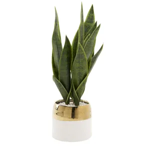 Green Mother-in-Law&rsquo;s Tongue in Braes Vase
