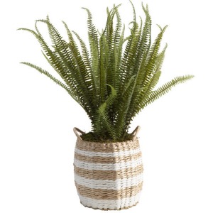 Boston Fern in Round Natural Rope Basket