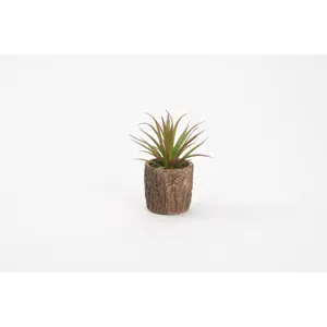 Succulent in Cork Planter