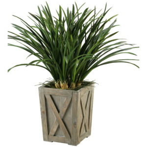 Green Areca Grass in Weathered Wooden Box Planter