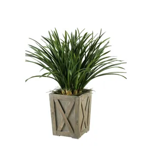 Green Areca Grass in Weathered Wooden Box Planter
