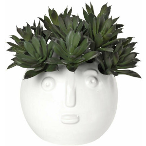 Echeveria In Picasso Head Vase