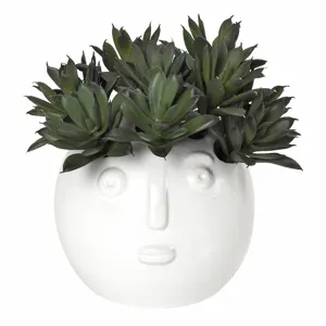Echeveria In Picasso Head Vase