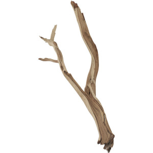 Small Ghostwood Branches